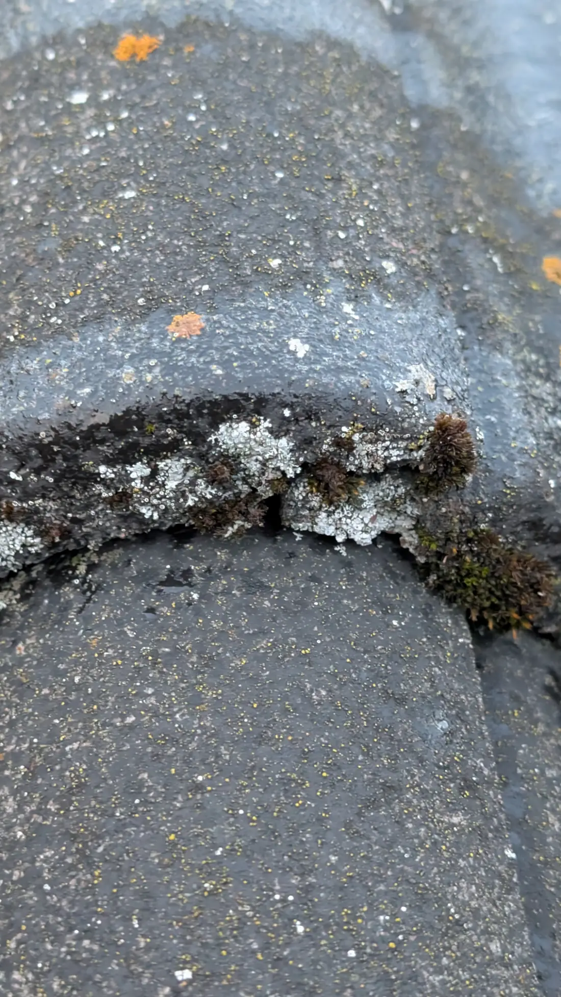 Närbild på betongpannor med lav och mossa i skarvarna
