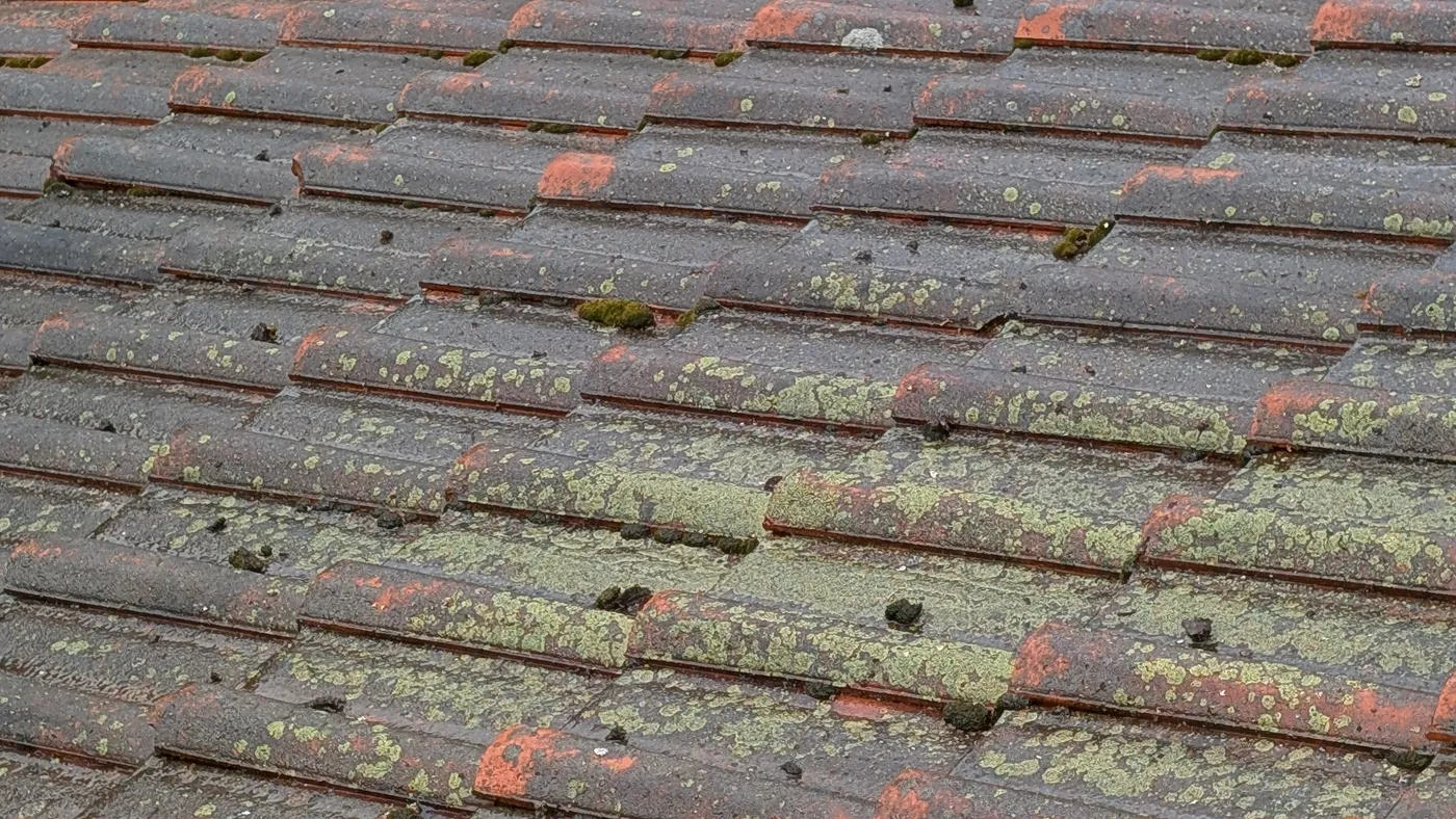 Betongpannor med mattat ytskikt, lav och gröna algfläckar