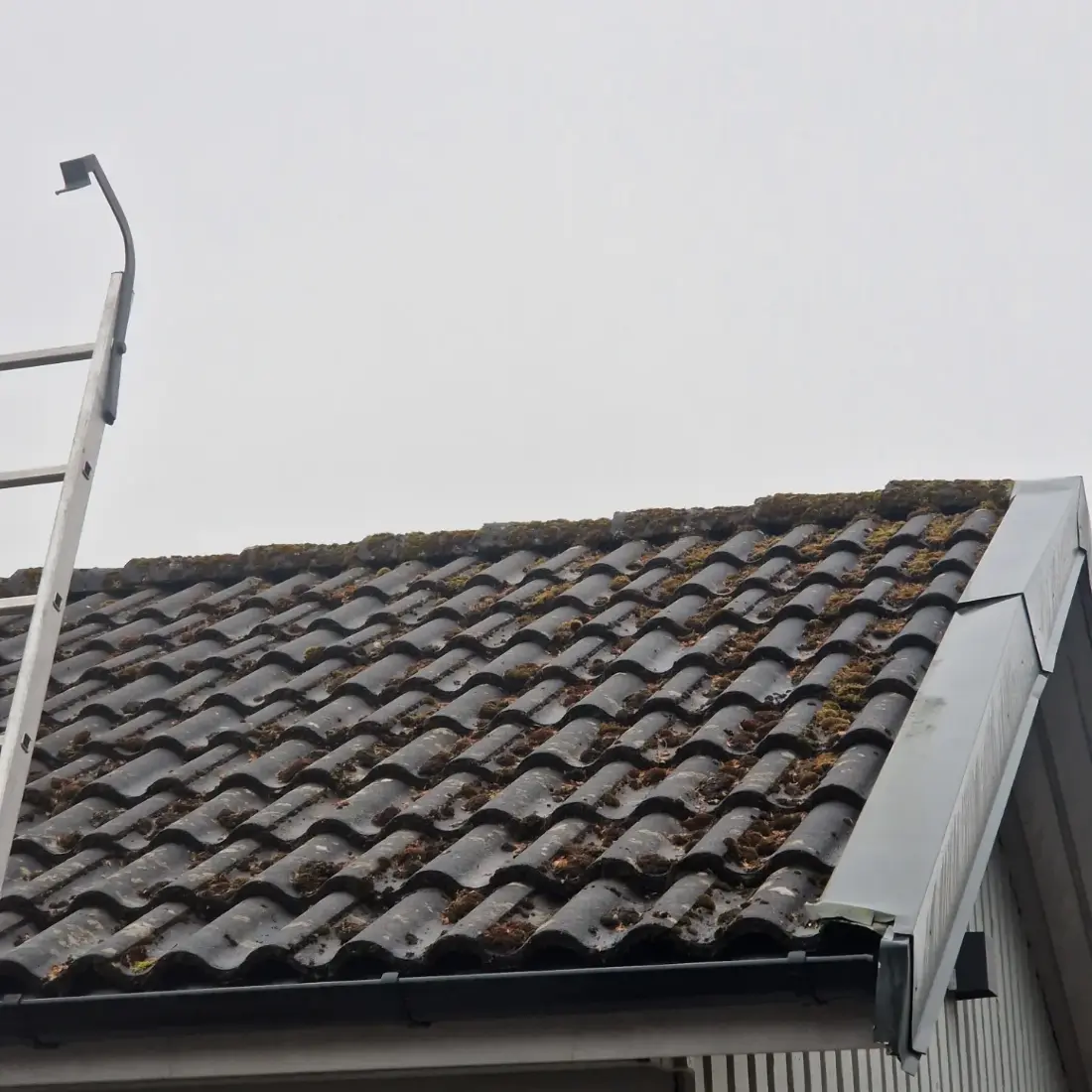 Långt slitet grått tak med streckvis påväxt