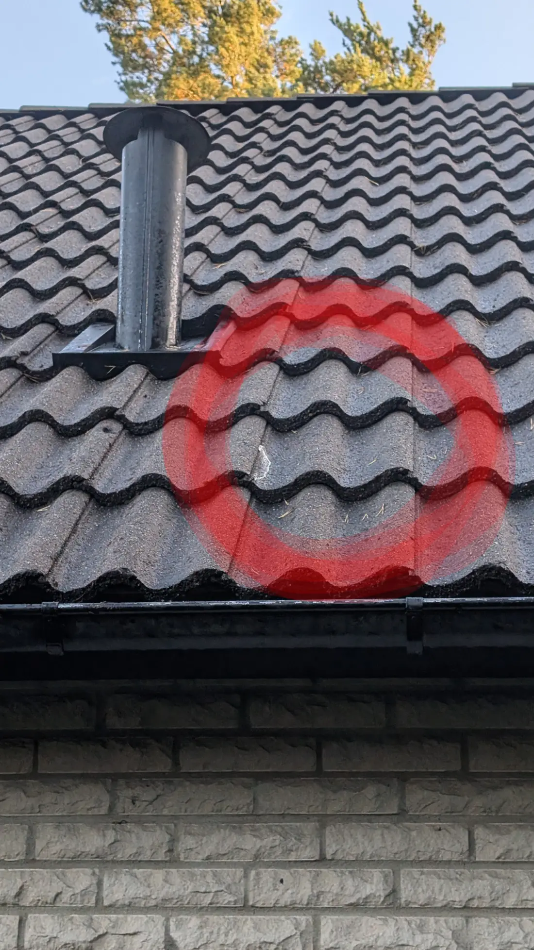 Tak med röd markering vid en mossfläck