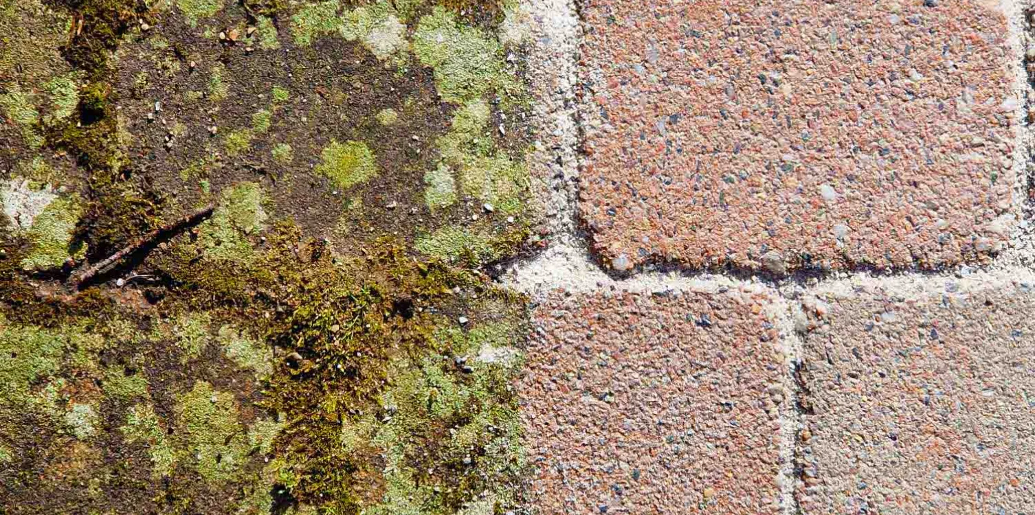 Närbild på uteplats före och efter altantvätt, mossbelagd sten till vänster och ren sten till höger
